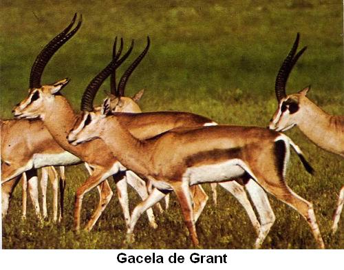 Gacela de Grant.jpg